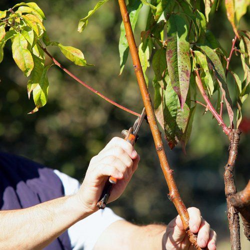 Conservación y mantenimiento de montes y jardines
